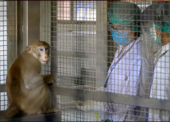 Detectaron el primer caso de Virus B en un humano, qué es y cómo se contagia