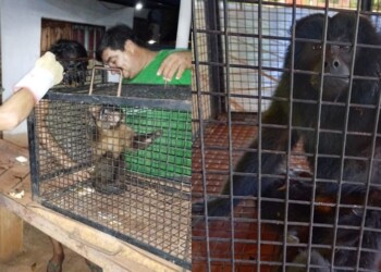 Rescataron dos monos y una jacana spinosa en Posadas