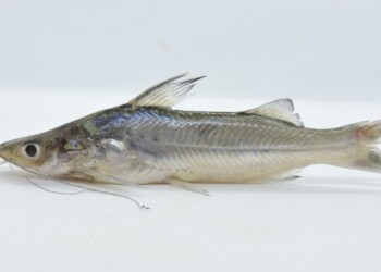 Peces del río Paraná: Parapimelodus valenciennis