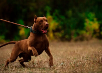 “Si a mí me pasara una situación así, probablemente tome la decisión de sacrificar o eutanasiar a mi perro”