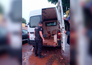 Un pitbull intentó morder a una mujer y atacó a otro perro en Oberá