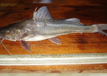 Peces del río Paraná: Pimelodus albicans