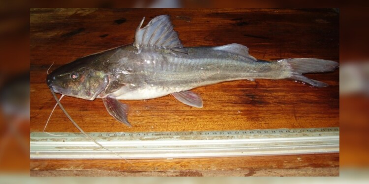 Foto: Lic. Danilo R. Aichino