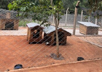 Tras incendio del refugio “Protegiendo la Vida”, la solidaridad permitió que se construyan nuevos caniles