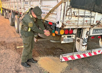 Secuestraron 70 toneladas de soja transportadas en un camión con destino a El Soberbio