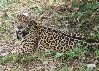 Península Andresito: Atraparon a la yaguareté “Kunumí” para su seguimiento y monitoreo