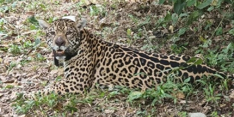 CONOCIDA. Kunumí es un ejemplar que hoy es monitoreado.