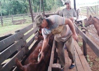 Aftosa: vacunas subsidiadas para pequeños ganaderos de Misiones