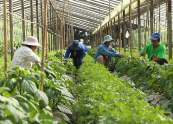 Nación intervino el Instituto Nacional de la Agricultura Familiar, Campesina e Indígena