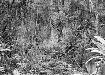 Ecosanación sobre nuestras herramientas