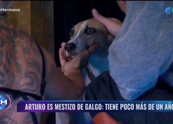 La triste historia de Arturo, la mascota que ingresó a Gran Hermano y conmovió a todos