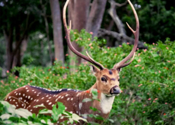 Ciervo axis: cazadores deportivos acuden  a la Justicia ante el silencio de Ecología