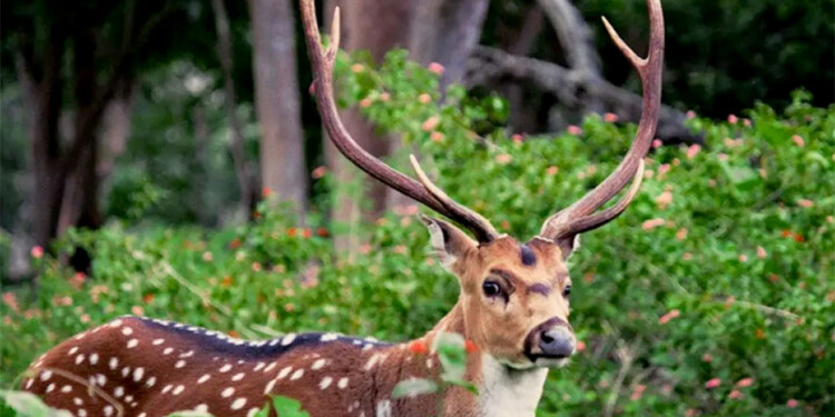 A RESOLVER. Las acciones de contralor del ciervo axis en Misiones para evitar su expansión, es una de las herencias que debe afrontar Martín Recamán, quien asumió como ministro de Ecología en diciembre último.    (Foto: Gentileza C.A.)