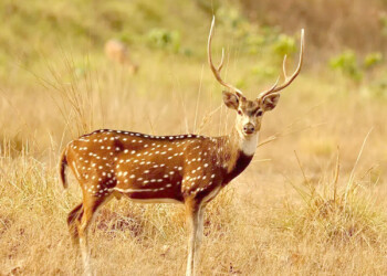 Ciervo axis: cazadores deportivos acuden  a la Justicia ante el silencio de Ecología