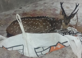 Rescatan a un ciervo axis que fue atacado por perros