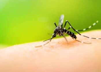 La OPS capacitará al equipo de salud provincial sobre dengue