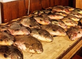 Correntino robó 26 pacúes de una laguna privada y dijo que tuvo “mucha suerte” pescando