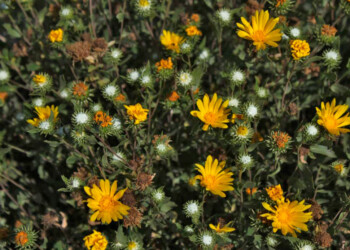 Identificaron vegetales y compuestos que inhiben la multiplicación del virus del dengue