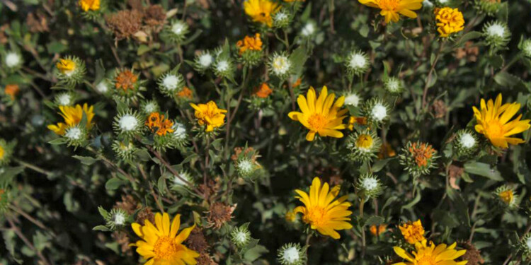 El estudio demuestra que especies de plantas de la familia Asteraceae representan fuentes valiosas de nuevas moléculas antivirales. (Fotos CONICET).