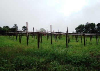 La crisis hunde a las fincas: cae 50% la producción y se abandonan techos