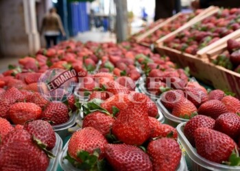 “Frutilla del postre”: entra muy poca y el kilo ya roza los 10 mil pesos