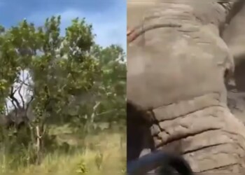 Video: un elefante atacó a turistas durante una excursión en Zambia y mató a una mujer