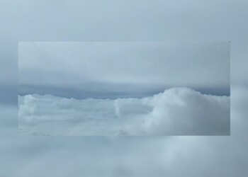 Tips a tener en cuenta para cultivar zapallitos de tronco