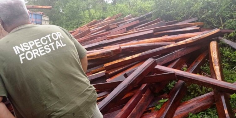 ECOLOGÍA. La falta de control genera competencia desleal de aquellos que extraen madera sin guias forestales.