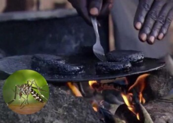 La historia de Kunga, la hamburguesa hecha a base de mosquitos