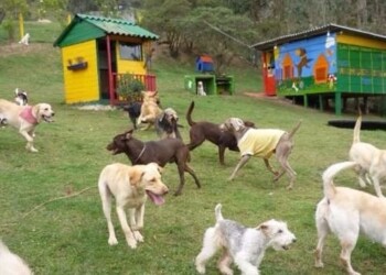 El auge de las guarderías caninas