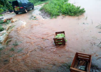 Las fuertes lluvias causaron severos daños en plantaciones de verdura