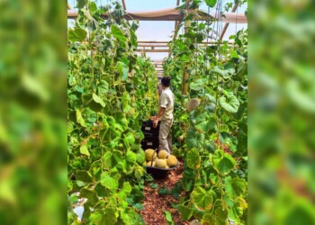 Hito en la producción misionera: lograron la primera cosecha de melones en semi-hidroponía del país