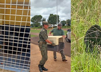 Rescataron un mono carayá herido en inmediaciones de El Arco