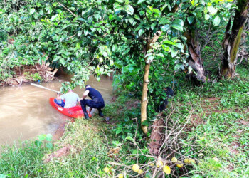Fue a buscar bananas a una chacra y lo hallaron muerto dos días después