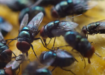 Trucos caseros para eliminar las moscas