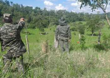 En varias zonas de Misiones desarticulan aguantaderos de cazadores furtivos