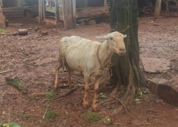 Una mujer fue atacada por la oveja de su vecino en Campo Ramón