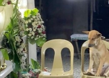 Video viral: perrito se queda dormido en el funeral de su dueña