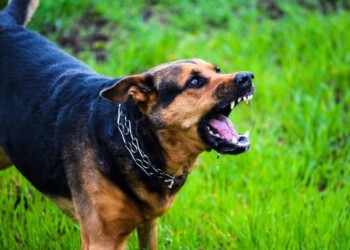 Proponen crear un registro de perros con extrema fuerza mandibular