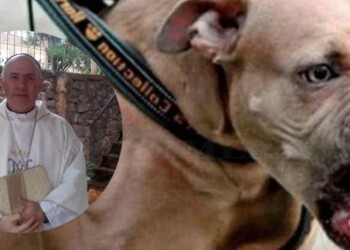 Para el obispo Bitar, los perros de razas peligrosas “son animales que se transforman en fieras y destruyen familias”
