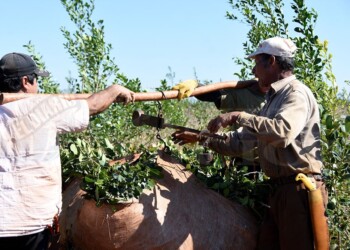 Yerba: advierten que los productores podrían quedarse sin tareferos para la zafra gruesa