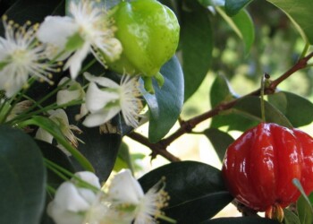 Fruta de pitanga: cuáles son sus propiedades y por qué es importante consumirla