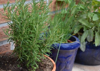Tips de jardinería: cómo cultivar romero en maceta a partir de una ramita o de semillas