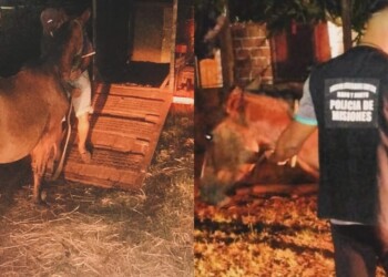 Tras un rastreo virtual en las redes sociales, la Policía recuperó un caballo robado 