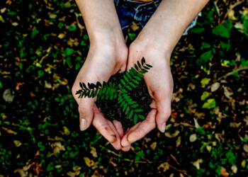 Buscan que mil familias agricultoras e intendentes planten 10 mil árboles