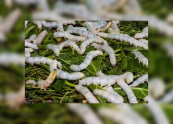 Soñar con gusanos: qué significa