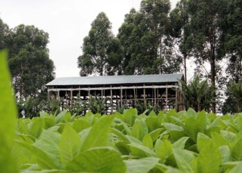 Innovación Federal presiona por el impuesto al tabaco en el paquete fiscal