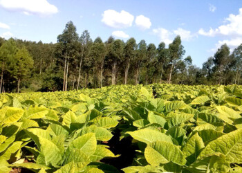 Lobby tabacalero genera una pérdida de $16 mil millones a la provincia