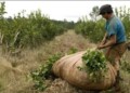 Yerba: advierten que los productores podrían quedarse sin tareferos para la zafra gruesa