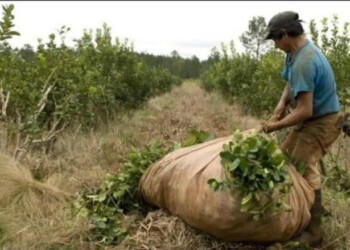 Yerba: advierten que los productores podrían quedarse sin tareferos para la zafra gruesa